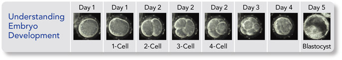 Understanding Embryo Development
