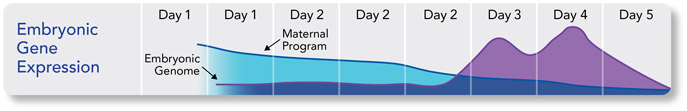 Embryonic Gene Expression